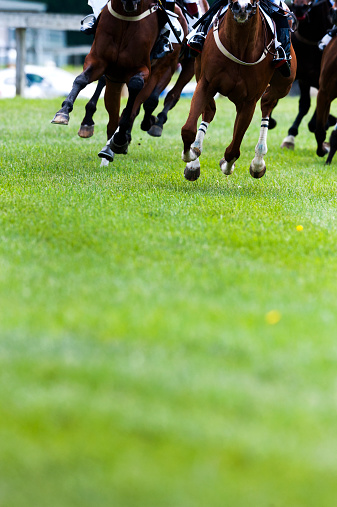 Head on view as the horse make the turn to the home stretch on a turf course during a steeplechase race.