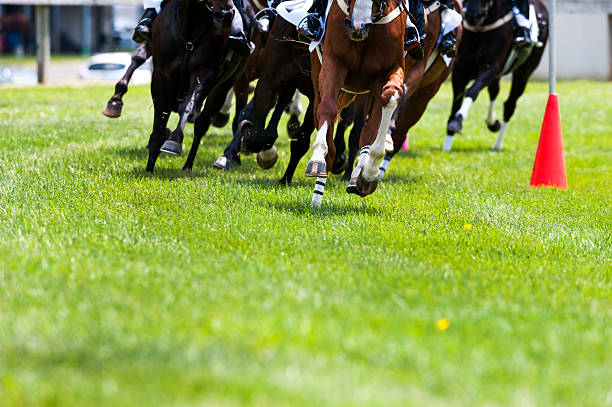 istock Steeplechase Horse Racing on turf rounding corner 493955437