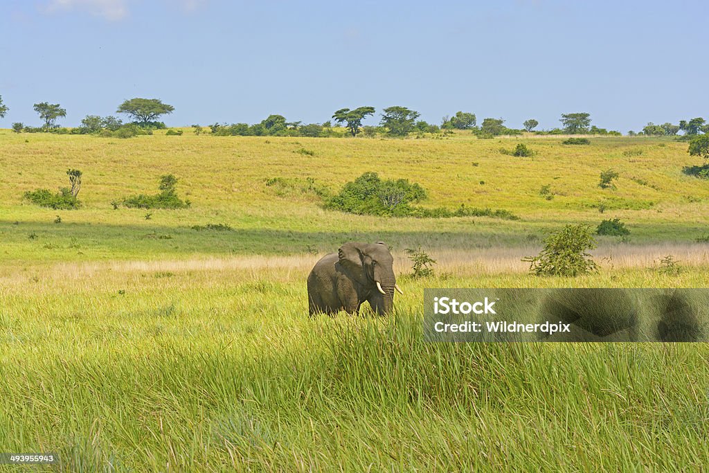 African Elephant on the Savannah African Elephant in the Savannah of Queen Elizabeth National Park in Uganda Queen Elizabeth National Park Stock Photo