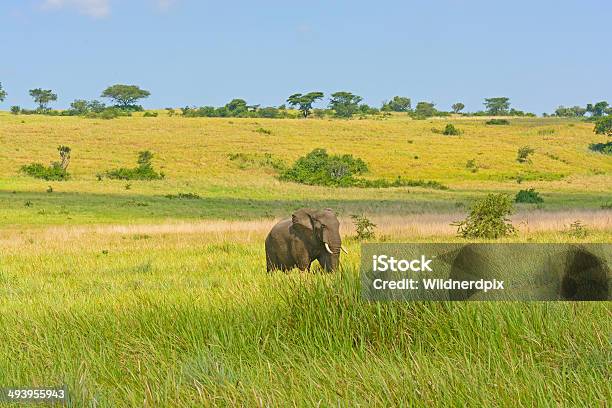 African Elephant On The Savannah Stock Photo - Download Image Now - Queen Elizabeth National Park, Africa, African Elephant