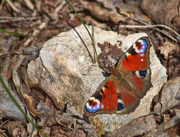 istock Butterfly Day peacock eye on the stone. 493956075