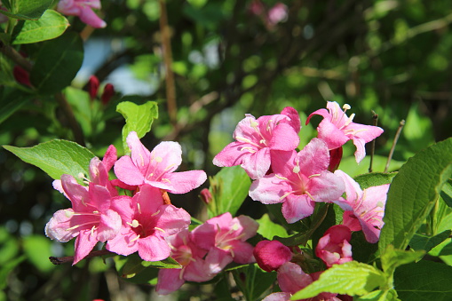 Weigela florida pink flowers on bush