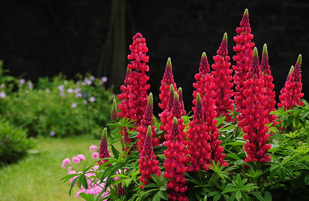 Telephoto image of Spring flowers with a black background.