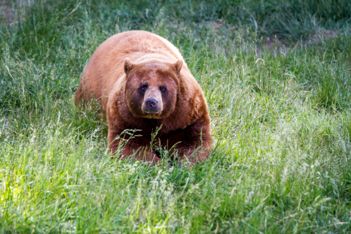 Brown bear in tall green grass