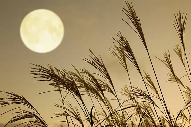Japanese pampas grass and full moon