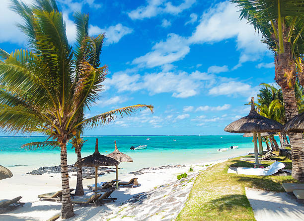 istock rocky beach of mauritius with palm trees and deckchairs 493957281