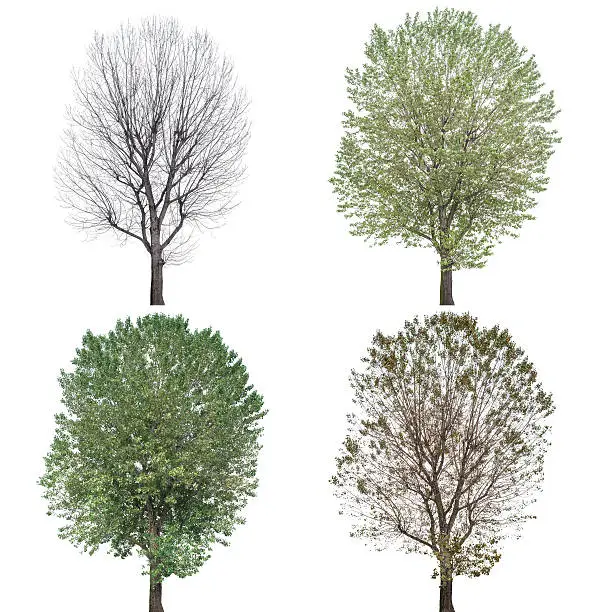 Photo of Four Seasons Tree, Populus Nigra