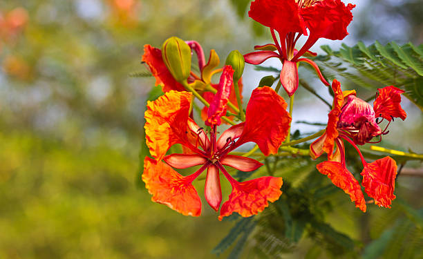 Peacock flowers stock photo