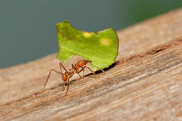 Leaf cutter ant stock photo
