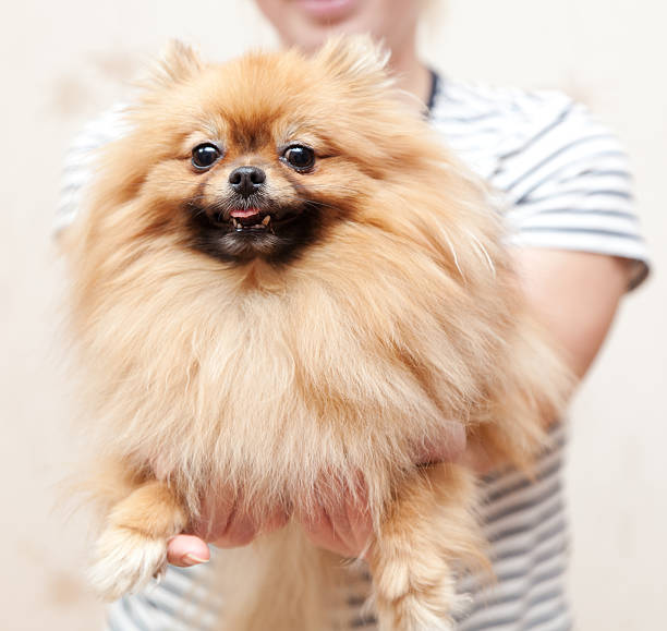 istock funny Pomeranian sits on hands at the mistress 493957879