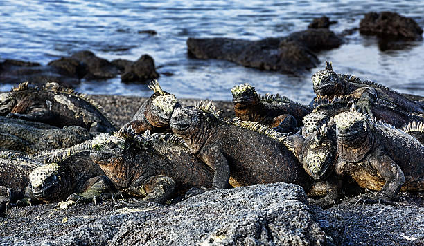 галапагосский морской iguanas - marine iguana стоковые фото и изображения