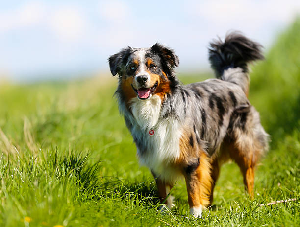 rassehund - australian shepherd stock-fotos und bilder