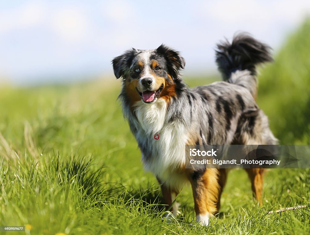 Purebred dog Old brown, black and white border collie standing in the grass. Australian Shepherd Stock Photo