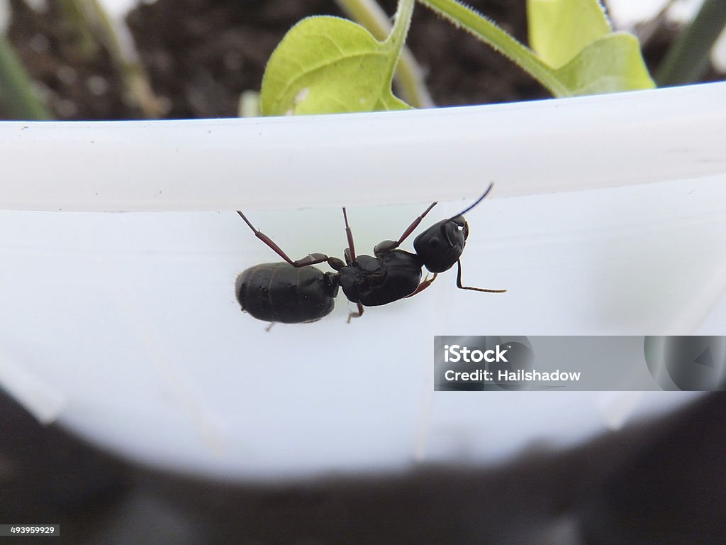 Large Ant Black Carpenter Ant inside a greenhouse. Animal Stock Photo