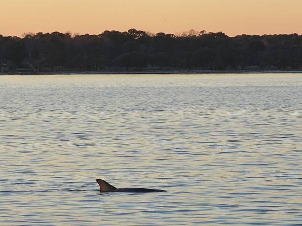 istock Dolphin Fin in Water at Sunset, Tree Line Silhouette, SC 493967702