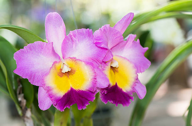 purple and yellow Cattleya flower purple and yellow Cattleya flower orchid. cattleya magenta orchid tropical climate stock pictures, royalty-free photos & images