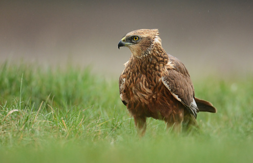 Marsh harrier on the grass