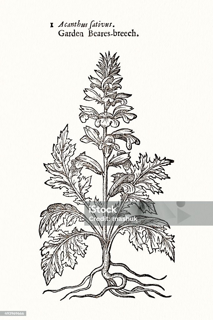 Bears Breech Acanthus Plant 17 Century Botanical Stock Illustration -  Download Image Now - 16th Century Style, 2015, Arts Culture and  Entertainment - iStock