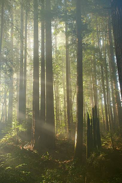 Mendocino Redwoods stock photo
