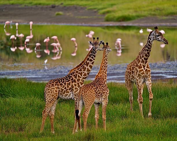 Giraffes and Flamingos stock photo