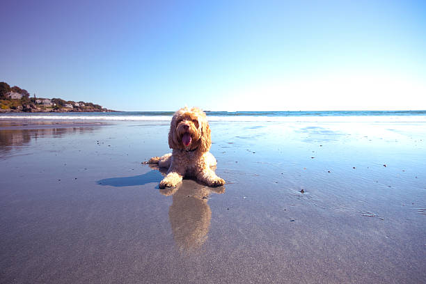 Cute Puppy laying in sand which reflects in water on the beach.