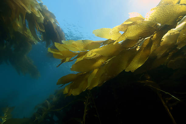 istock Seaweed kelp forest at Catalina Island 493970536