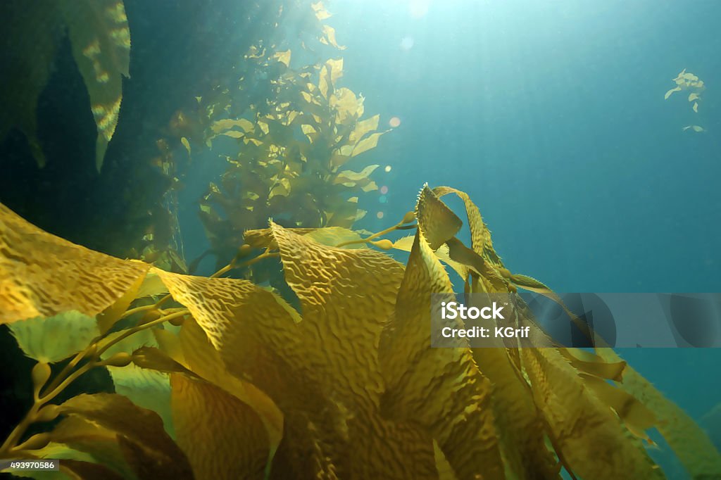 Algas sargazo gigante en California reef - Foto de stock de Alga Marina libre de derechos