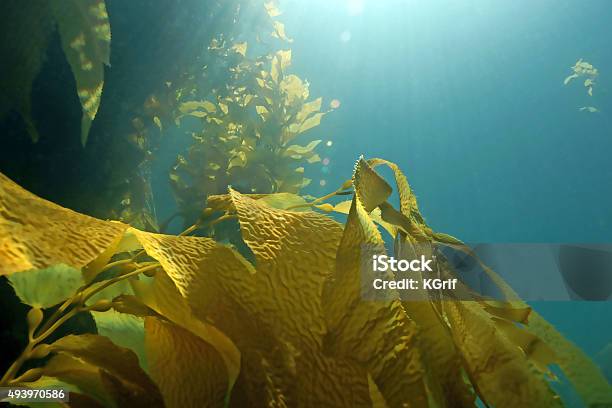 Algas Sargazo Gigante En California Reef Foto de stock y más banco de imágenes de Alga Marina - Alga Marina, Subacuático, Quelpo