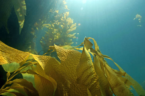 istock Seaweed kelp floating at California reef 493970586