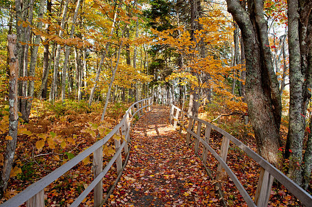 Path in autumn with vibrant leaves stock photo