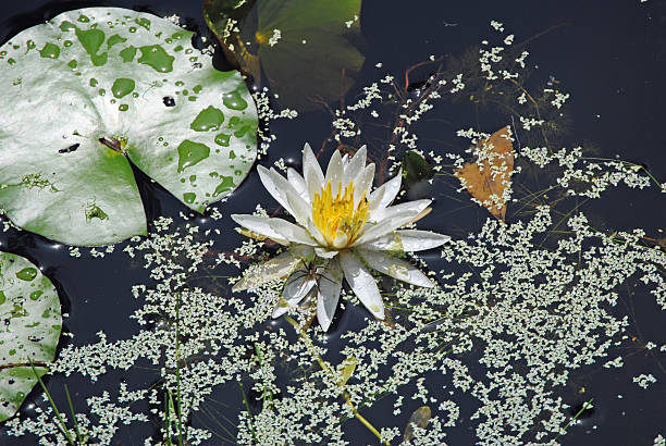 lotus, lillypad, und. - lillypad lily water lily water stock-fotos und bilder