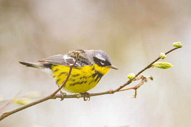 istock Early morning Magnolia warbler bird rests on a tree branch 493971608
