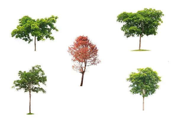 Collection of tree , bush and dead tree isolated on white background