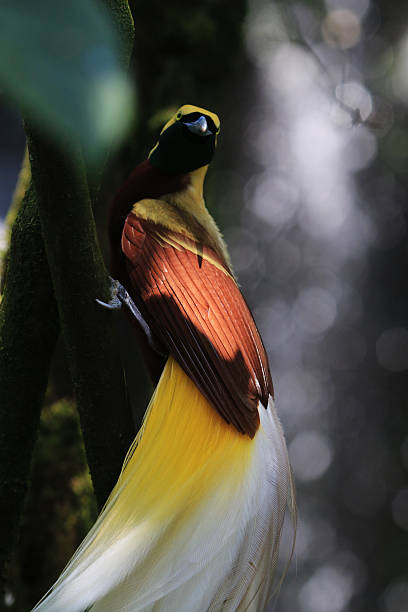 istock birds of Paradise 493972950