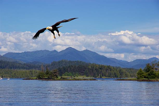 istock Bald eagle flying over Pacific Ocean near Prince Rupert, Canada 493973066