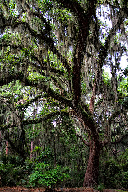 istock Live Oak Trees - Quercus virginiana 493973488