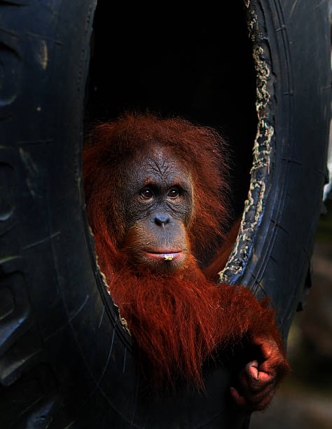 orangután - menari fotografías e imágenes de stock