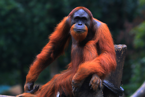 orang utan, the animals were reserved in Indonesia