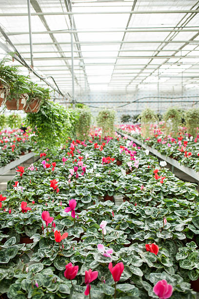 istock Various amazing colored flowers at garden center 493974302