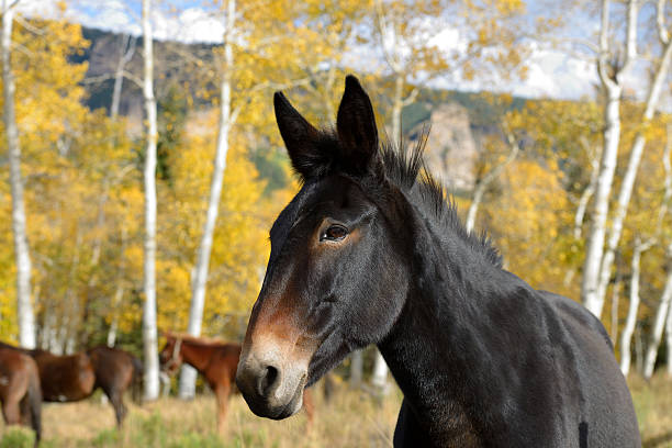 Black Mountain Horse Close-up of a strong black horse in a mountainside aspen grove. ridgeway stock pictures, royalty-free photos & images
