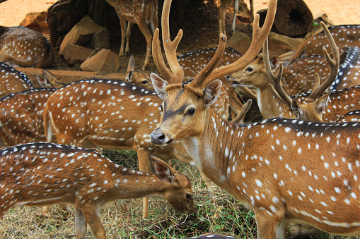 collection of spotted deer