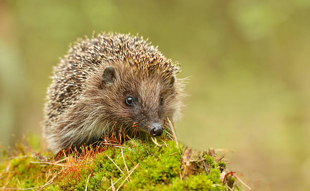 giovane di riccio in habitat naturale - riccio foto e immagini stock