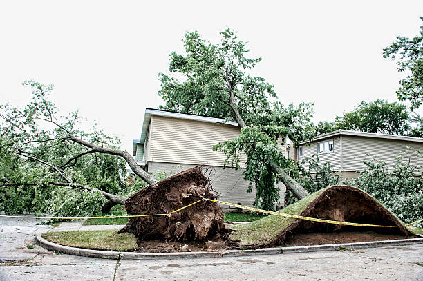 istock Wind Destruction Outdoors 493978316