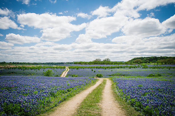 campo de flor gorra azul - single lane road road sky dirt road fotografías e imágenes de stock