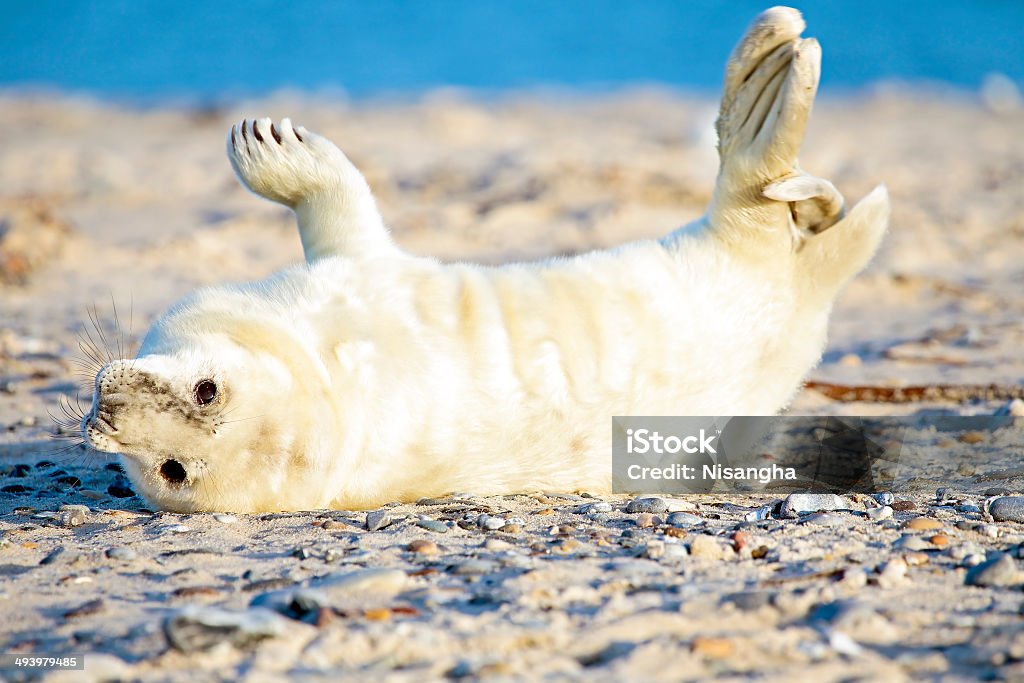 Baby Grau Seal (Halichoerus grypus Entspannung am Strand - Lizenzfrei Aussicht genießen Stock-Foto