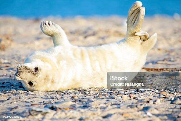 Baby Grau Seal Halichoerus Grypus Entspannung Am Strand Stockfoto und mehr Bilder von Aussicht genießen