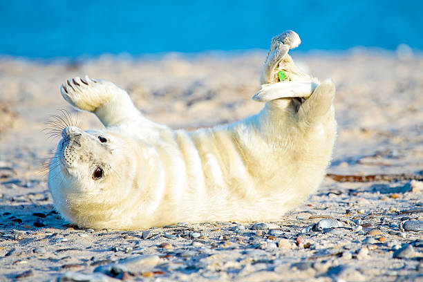 baby grigio tenuta (halichoerus grypus) per il relax in spiaggia - grypus foto e immagini stock