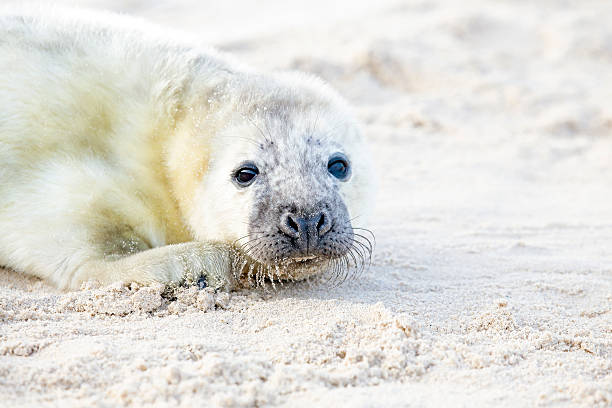 istock Baby Grey Seal (Halichoerus grypus) relaxing on the beach 493979491
