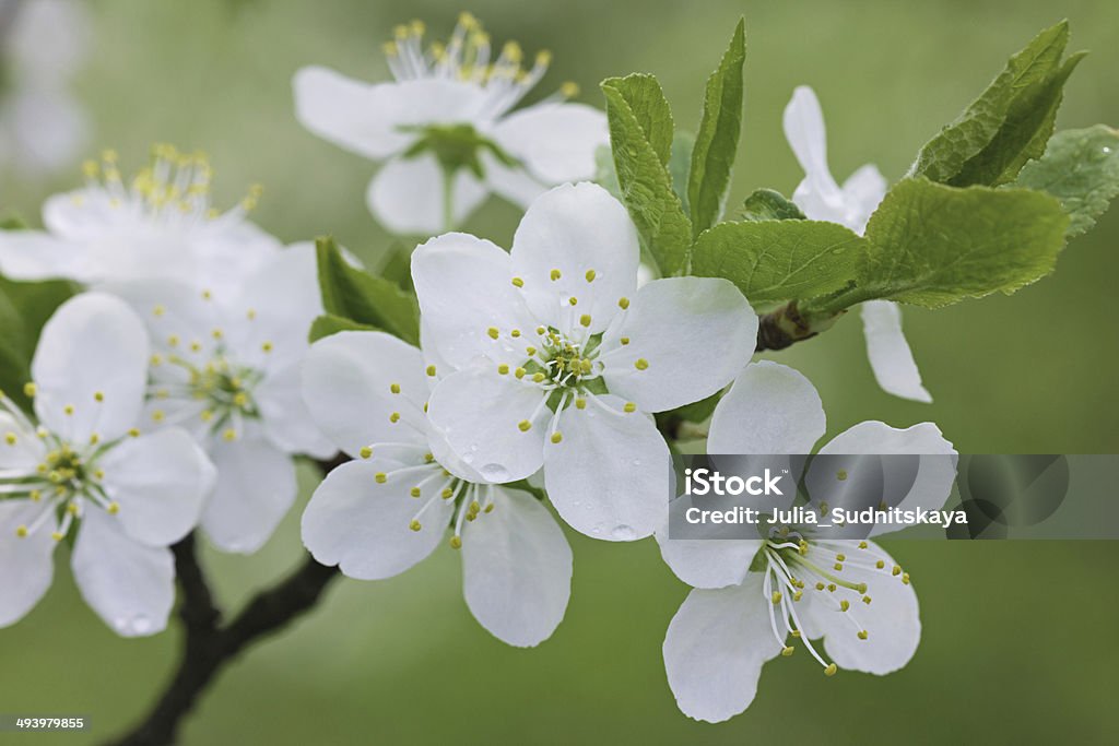 Hermosas Flores Blancas Con Gotas De Agua Foto de stock y más banco de  imágenes de Agua - Agua, Aire libre, Belleza de la naturaleza - iStock