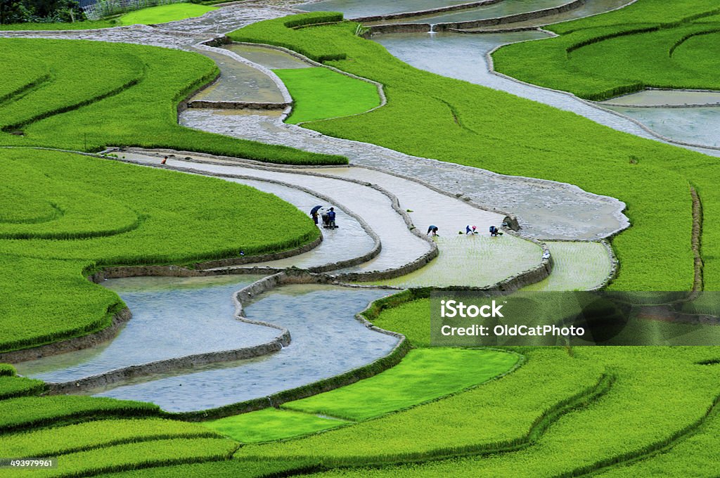 Terraced rice field in Vietnam Terraced rice field in Mu Cang Chai, Yen Bai province, Vietnam Agriculture Stock Photo